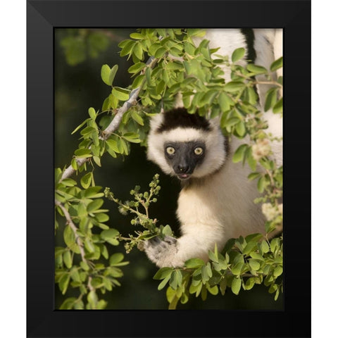 Madagascar Verreauxs sifaka hanging in tree Black Modern Wood Framed Art Print by Williams, Joanne