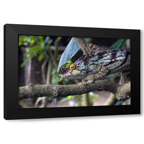 Madagascar Chameleon crawls on tree limb Black Modern Wood Framed Art Print with Double Matting by Williams, Joanne