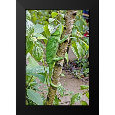 Madagascar Chameleon crawls up tree limb Black Modern Wood Framed Art Print by Williams, Joanne