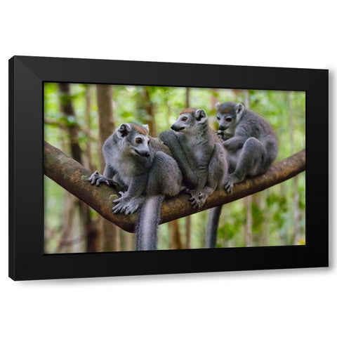 Madagascar-Ankarana-Ankarana Reserve Crowned lemurs Black Modern Wood Framed Art Print with Double Matting by Hogstrom, Inger