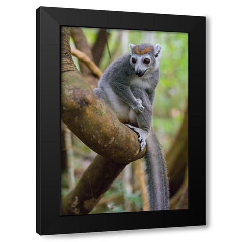 Madagascar-Ankarana-Ankarana Reserve Crowned lemur in a tree Black Modern Wood Framed Art Print with Double Matting by Hogstrom, Inger