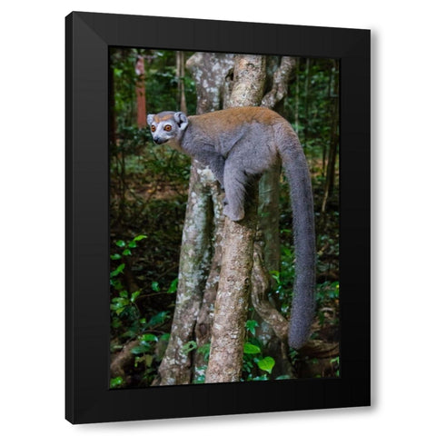 Madagascar-Ankarana-Ankarana Reserve Crowned lemur showing off her long tail Black Modern Wood Framed Art Print by Hogstrom, Inger