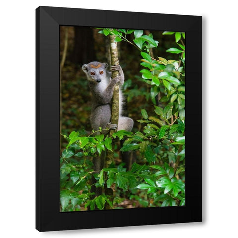 Madagascar-Ankarana-Ankarana Reserve Crowned lemur Curious lemur looks out of the forest Black Modern Wood Framed Art Print with Double Matting by Hogstrom, Inger