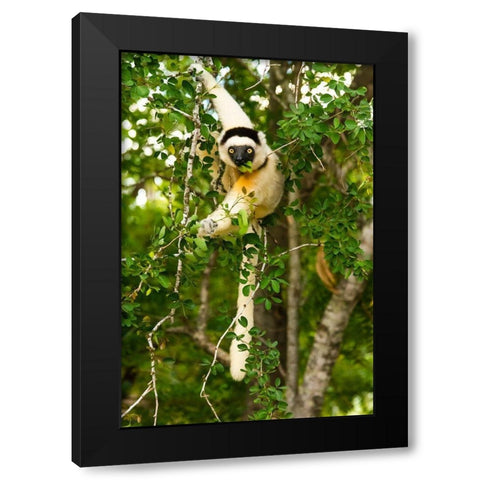 Madagascar-Berenty-Berenty Reserve Verreauxs sifaka eating leaves in a tree Black Modern Wood Framed Art Print with Double Matting by Hogstrom, Inger
