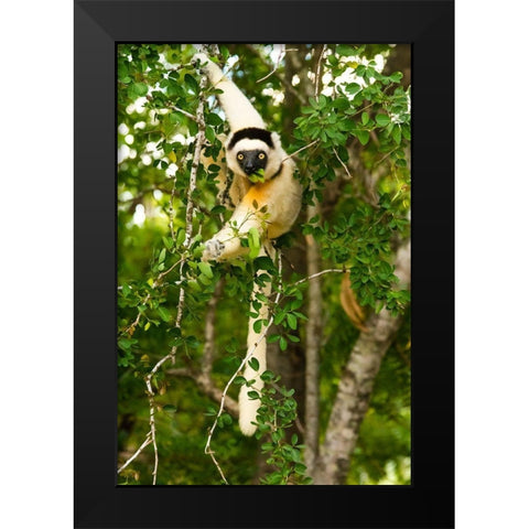Madagascar-Berenty-Berenty Reserve Verreauxs sifaka eating leaves in a tree Black Modern Wood Framed Art Print by Hogstrom, Inger