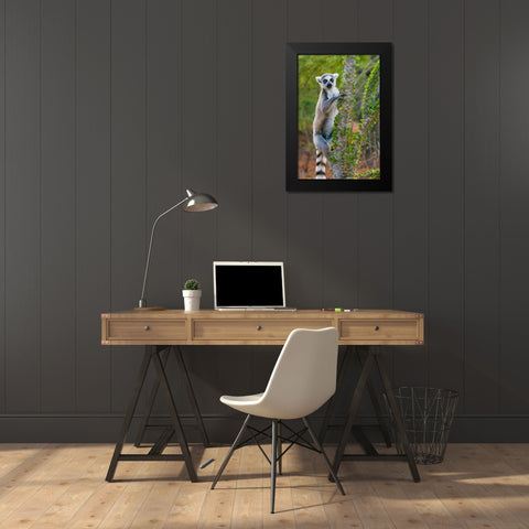 Madagascar-Berenty-Berenty Reserve Ring-tail lemur eating leaves from a Alluaudia procera tree Black Modern Wood Framed Art Print by Hogstrom, Inger