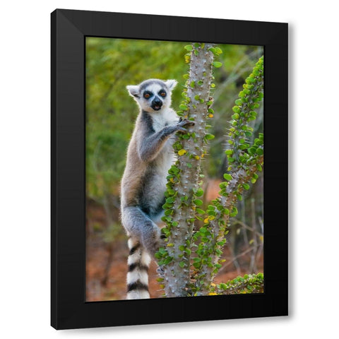 Madagascar-Berenty-Berenty Reserve Ring-tail lemur eating leaves from a Alluaudia procera tree Black Modern Wood Framed Art Print by Hogstrom, Inger