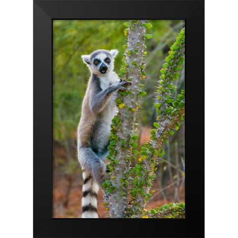 Madagascar-Berenty-Berenty Reserve Ring-tail lemur eating leaves from a Alluaudia procera tree Black Modern Wood Framed Art Print by Hogstrom, Inger