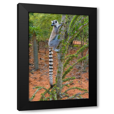 Madagascar-Berenty-Berenty Reserve Ring-tail lemur eating leaves from a Alluaudia procera tree Black Modern Wood Framed Art Print by Hogstrom, Inger