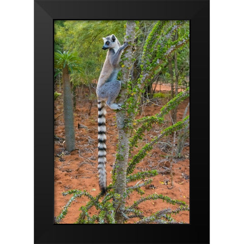 Madagascar-Berenty-Berenty Reserve Ring-tail lemur eating leaves from a Alluaudia procera tree Black Modern Wood Framed Art Print by Hogstrom, Inger