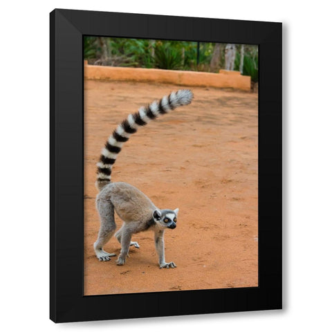 Madagascar-Berenty-Berenty Reserve Ring-tailed lemur walking Black Modern Wood Framed Art Print with Double Matting by Hogstrom, Inger