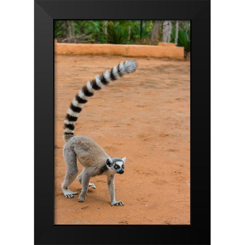 Madagascar-Berenty-Berenty Reserve Ring-tailed lemur walking Black Modern Wood Framed Art Print by Hogstrom, Inger