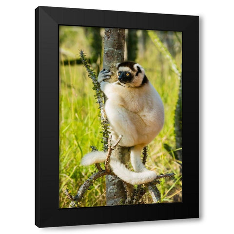 Madagascar-Berenty-Berenty Reserve Verreauxs sifaka in a Alluaudia procera tree Black Modern Wood Framed Art Print by Hogstrom, Inger