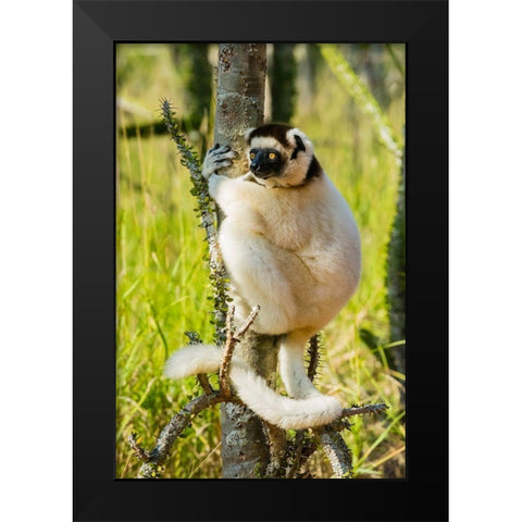 Madagascar-Berenty-Berenty Reserve Verreauxs sifaka in a Alluaudia procera tree Black Modern Wood Framed Art Print by Hogstrom, Inger