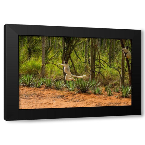 Madagascar-Berenty-Berenty Reserve Verreauxs sifaka leaping down to the road Black Modern Wood Framed Art Print with Double Matting by Hogstrom, Inger