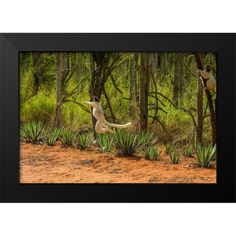 Madagascar-Berenty-Berenty Reserve Verreauxs sifaka leaping down to the road Black Modern Wood Framed Art Print by Hogstrom, Inger