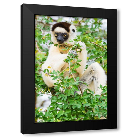 Madagascar-Berenty-Berenty Reserve Verreauxs sifaka eating leaves in a tree Black Modern Wood Framed Art Print by Hogstrom, Inger