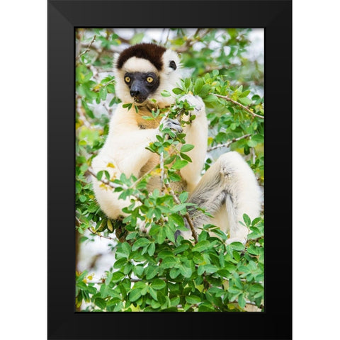 Madagascar-Berenty-Berenty Reserve Verreauxs sifaka eating leaves in a tree Black Modern Wood Framed Art Print by Hogstrom, Inger