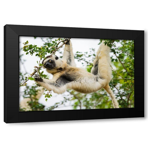 Madagascar-Berenty-Berenty Reserve Verreauxs sifaka eating leaves in a tree Black Modern Wood Framed Art Print with Double Matting by Hogstrom, Inger