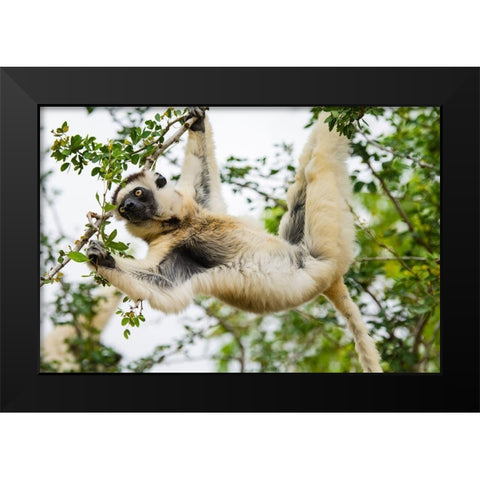 Madagascar-Berenty-Berenty Reserve Verreauxs sifaka eating leaves in a tree Black Modern Wood Framed Art Print by Hogstrom, Inger
