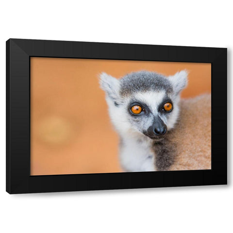 Madagascar-Berenty-Berenty Reserve Ring-tailed lemur Black Modern Wood Framed Art Print with Double Matting by Hogstrom, Inger