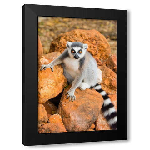 Madagascar-Berenty-Berenty Reserve Ring-tailed lemur sitting on some rocks Black Modern Wood Framed Art Print by Hogstrom, Inger