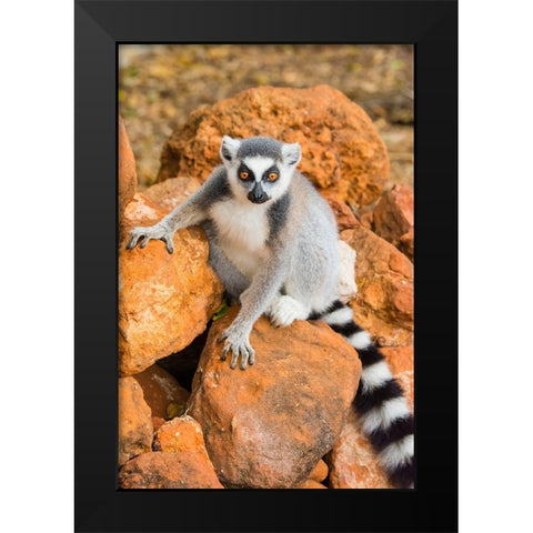 Madagascar-Berenty-Berenty Reserve Ring-tailed lemur sitting on some rocks Black Modern Wood Framed Art Print by Hogstrom, Inger