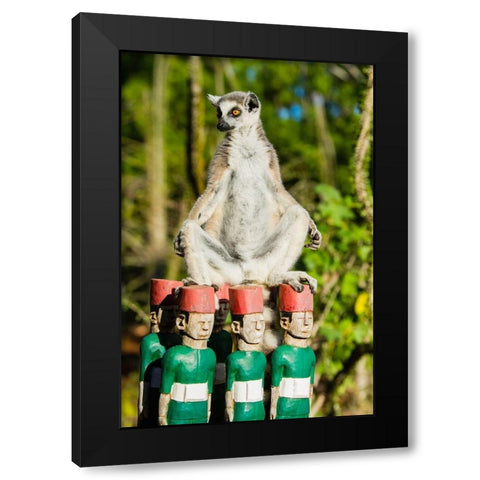 Madagascar-Berenty-Berenty Reserve Ring-tailed lemur warming itself in the morning sunshine Black Modern Wood Framed Art Print by Hogstrom, Inger