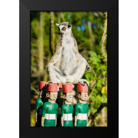 Madagascar-Berenty-Berenty Reserve Ring-tailed lemur warming itself in the morning sunshine Black Modern Wood Framed Art Print by Hogstrom, Inger