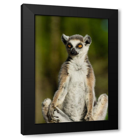 Madagascar-Berenty-Berenty Reserve Ring-tailed lemur Black Modern Wood Framed Art Print by Hogstrom, Inger
