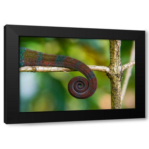 Madagascar-Marozevo-Peyrieras Reptile Farm Parsons chameleon Black Modern Wood Framed Art Print with Double Matting by Hogstrom, Inger