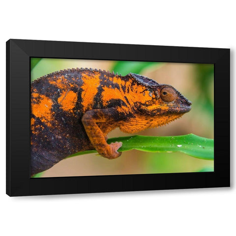 Madagascar-Marozevo Peyrieras Reptile Farm-panther chameleon Female of the species Black Modern Wood Framed Art Print with Double Matting by Hogstrom, Inger