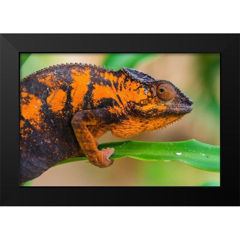 Madagascar-Marozevo Peyrieras Reptile Farm-panther chameleon Female of the species Black Modern Wood Framed Art Print by Hogstrom, Inger