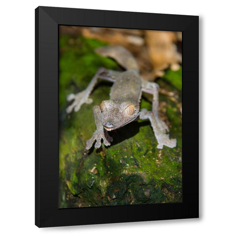 Madagascar-Marozevo-Peyrieras Reptile Farm Common leaf-tailed gecko Uroplatus fimbriatus Black Modern Wood Framed Art Print with Double Matting by Hogstrom, Inger