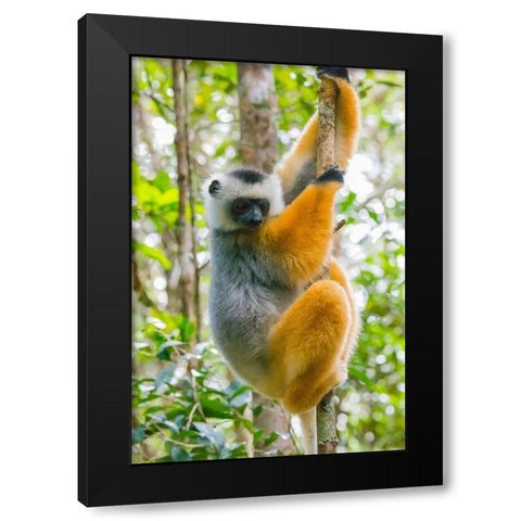 Madagascar-Andasibe-Vakona Lodge-Lemur Island Diademed sifaka in a tree Black Modern Wood Framed Art Print by Hogstrom, Inger