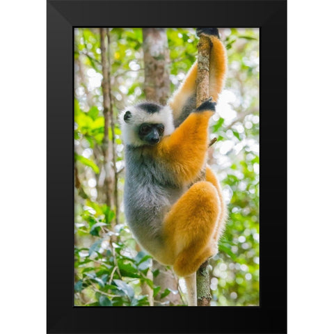 Madagascar-Andasibe-Vakona Lodge-Lemur Island Diademed sifaka in a tree Black Modern Wood Framed Art Print by Hogstrom, Inger