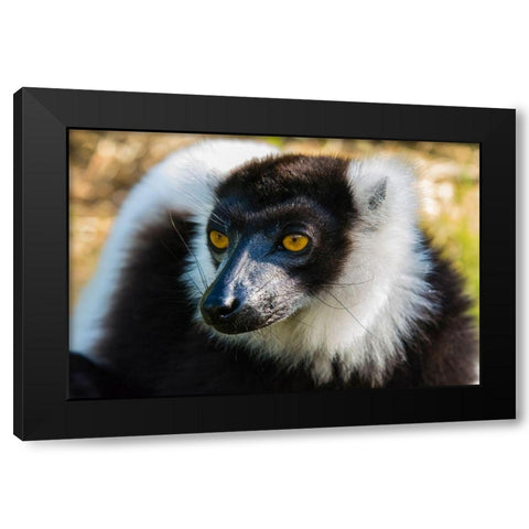 Madagascar-Andasibe-Vakona Lodge-Lemur Island Black and white ruffed lemur Black Modern Wood Framed Art Print with Double Matting by Hogstrom, Inger