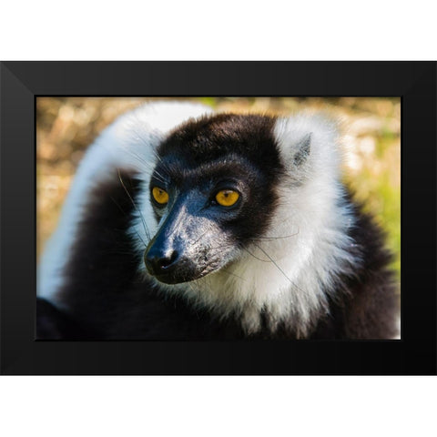 Madagascar-Andasibe-Vakona Lodge-Lemur Island Black and white ruffed lemur Black Modern Wood Framed Art Print by Hogstrom, Inger