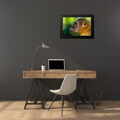 Madagascar-Andasibe-Vakona Lodge-Lemur Island Common brown lemur Black Modern Wood Framed Art Print by Hogstrom, Inger