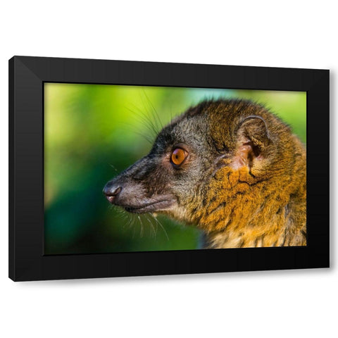Madagascar-Andasibe-Vakona Lodge-Lemur Island Common brown lemur Black Modern Wood Framed Art Print with Double Matting by Hogstrom, Inger