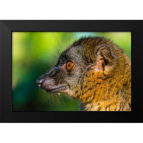 Madagascar-Andasibe-Vakona Lodge-Lemur Island Common brown lemur Black Modern Wood Framed Art Print by Hogstrom, Inger