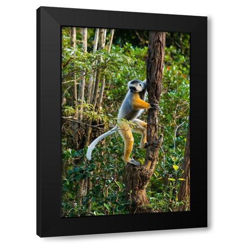 Madagascar-Andasibe-Vakona Lodge-Lemur Island Diademed sifaka climbing a tree Black Modern Wood Framed Art Print by Hogstrom, Inger