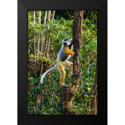 Madagascar-Andasibe-Vakona Lodge-Lemur Island Diademed sifaka climbing a tree Black Modern Wood Framed Art Print by Hogstrom, Inger