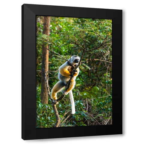 Madagascar-Andasibe-Vakona Lodge-Lemur Island Diademed sifaka in a tree Black Modern Wood Framed Art Print by Hogstrom, Inger