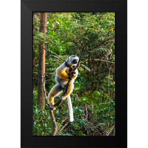 Madagascar-Andasibe-Vakona Lodge-Lemur Island Diademed sifaka in a tree Black Modern Wood Framed Art Print by Hogstrom, Inger