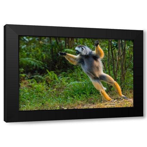 Madagascar-Andasibe-Vakona Lodge-Lemur Island Diademed sifaka leaping along the ground Black Modern Wood Framed Art Print by Hogstrom, Inger