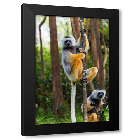 Madagascar-Andasibe-Vakona Lodge-Lemur Island Diademed sifakas in a tree Black Modern Wood Framed Art Print by Hogstrom, Inger
