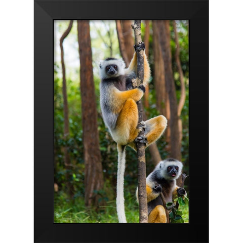 Madagascar-Andasibe-Vakona Lodge-Lemur Island Diademed sifakas in a tree Black Modern Wood Framed Art Print by Hogstrom, Inger