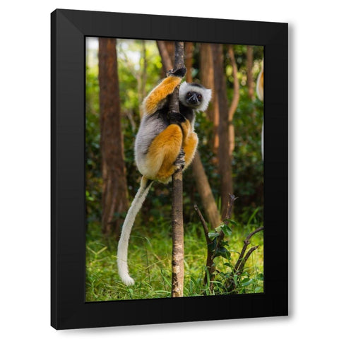 Madagascar-Andasibe-Vakona Lodge-Lemur Island Diademed sifaka in a tree Black Modern Wood Framed Art Print with Double Matting by Hogstrom, Inger
