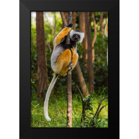 Madagascar-Andasibe-Vakona Lodge-Lemur Island Diademed sifaka in a tree Black Modern Wood Framed Art Print by Hogstrom, Inger